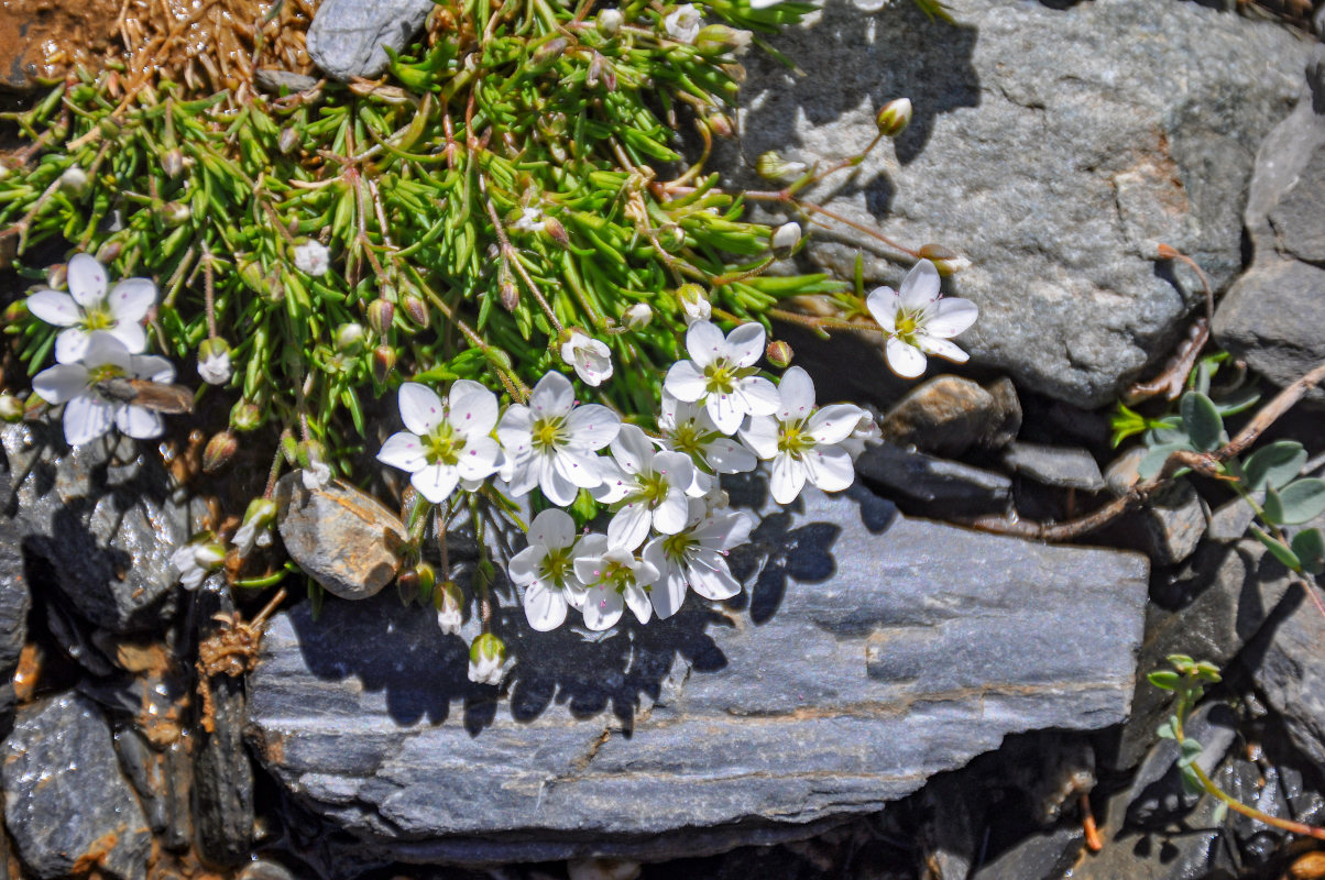 Image of Minuartia uralensis specimen.