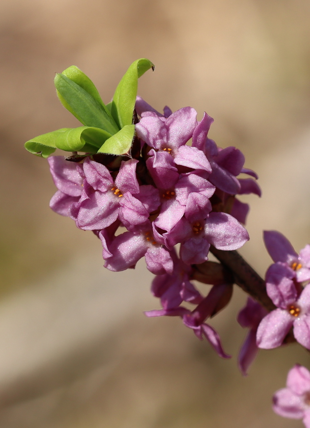 Изображение особи Daphne mezereum.