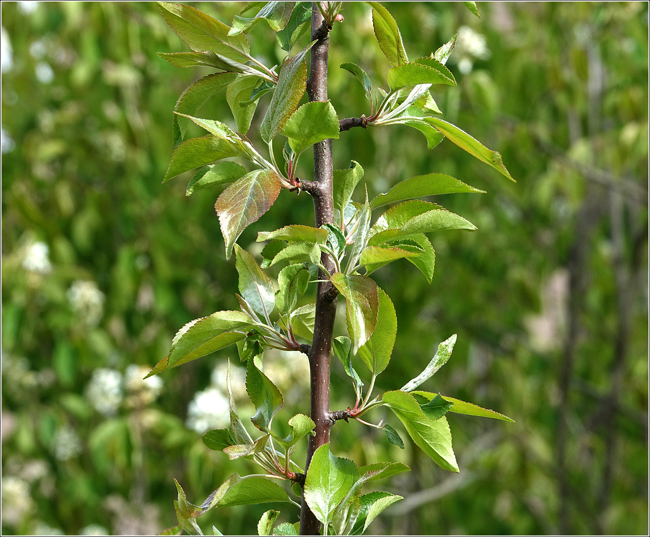 Изображение особи Malus domestica.