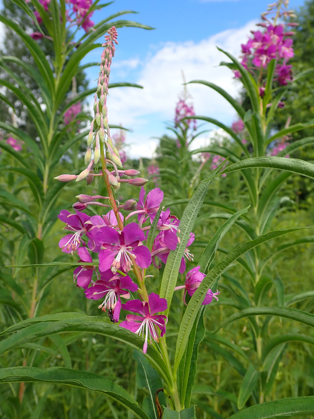 Изображение особи Chamaenerion angustifolium.