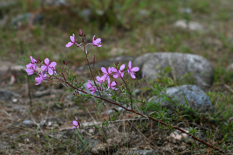 Image of Chamaenerion colchicum specimen.