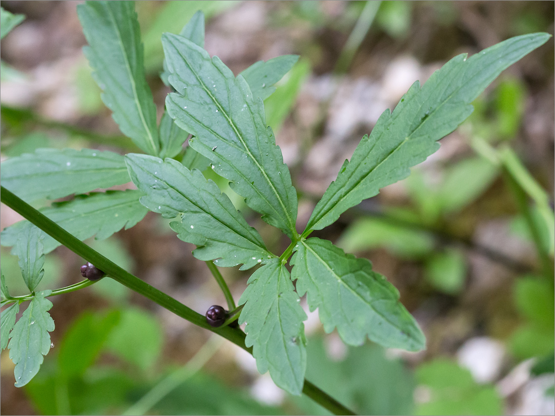 Изображение особи Cardamine bulbifera.