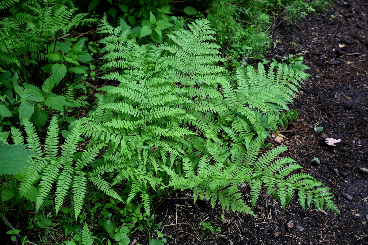 Image of Athyrium filix-femina specimen.