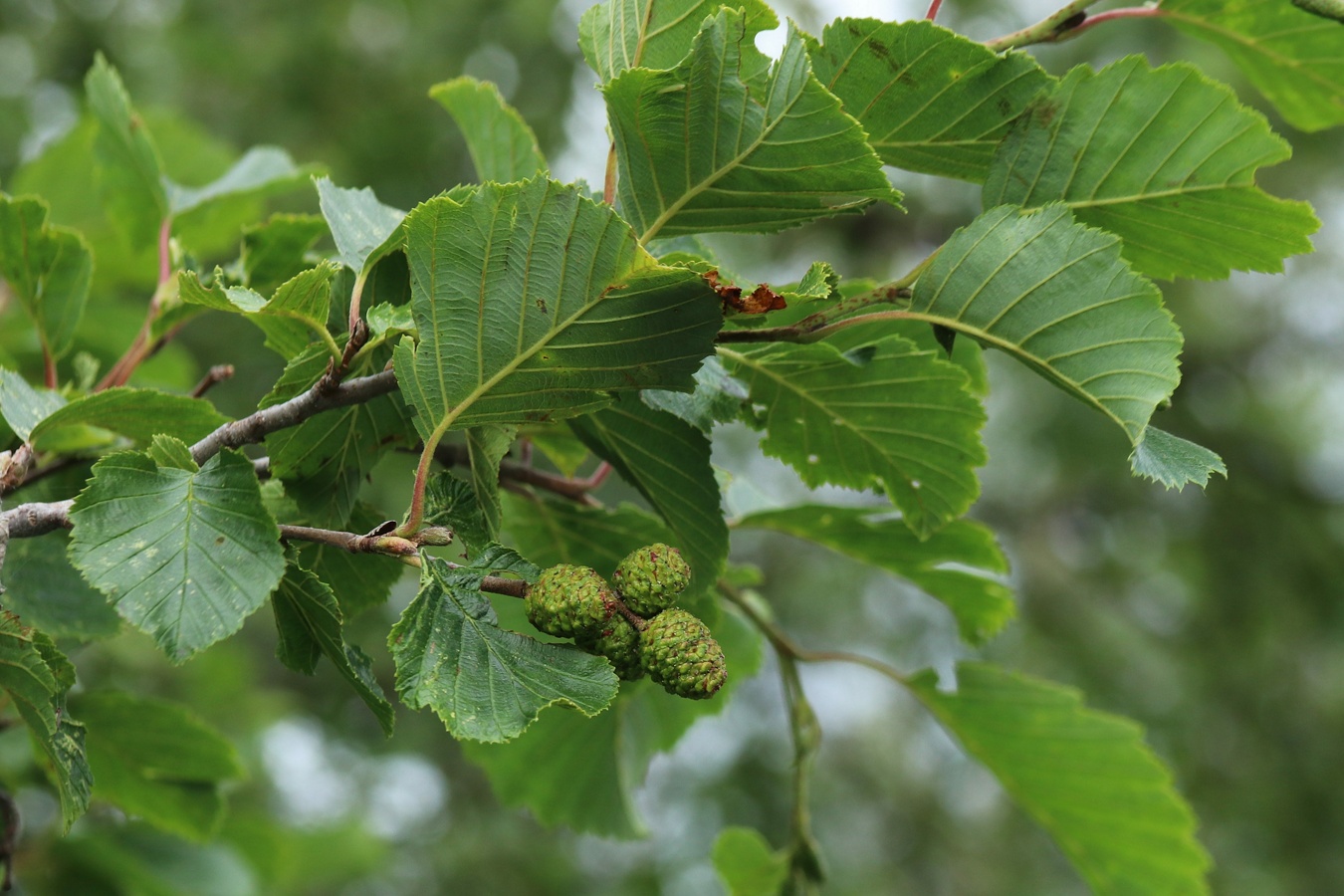 Image of Alnus kolaensis specimen.