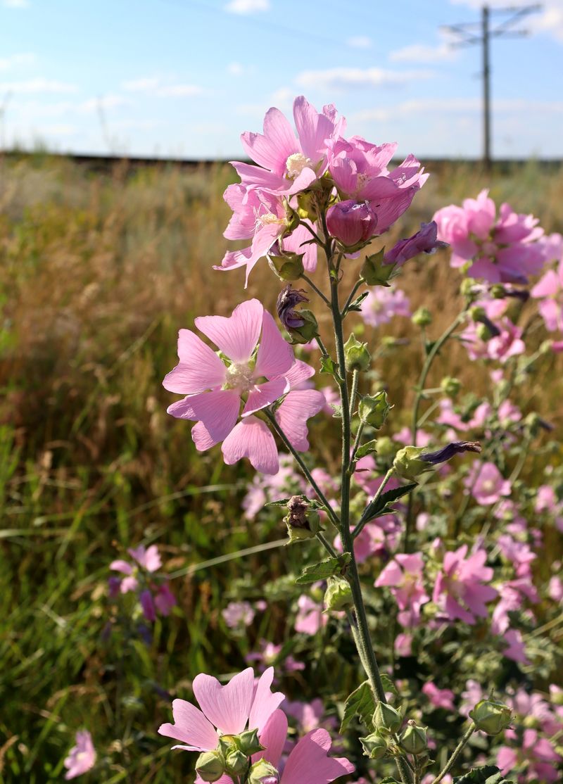 Image of Malva thuringiaca specimen.