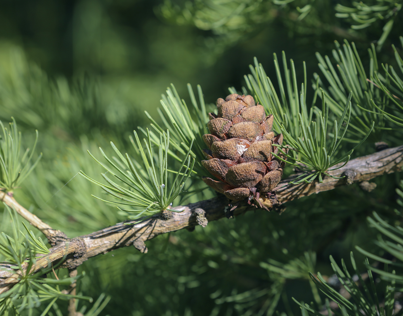 Изображение особи Larix decidua.