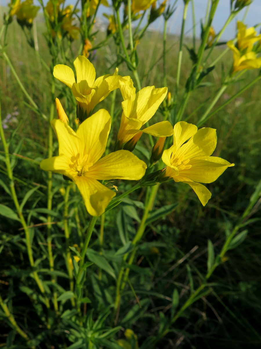 Изображение особи Linum flavum.