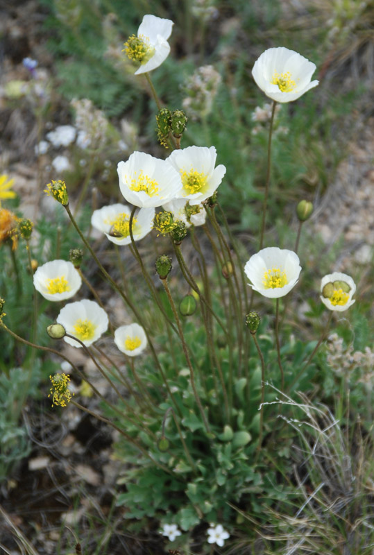 Изображение особи род Papaver.