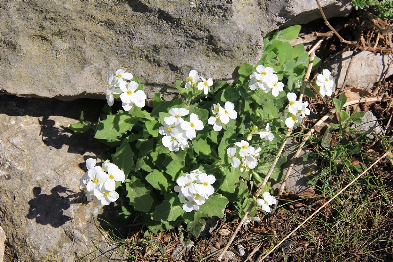 Image of Arabis caucasica specimen.