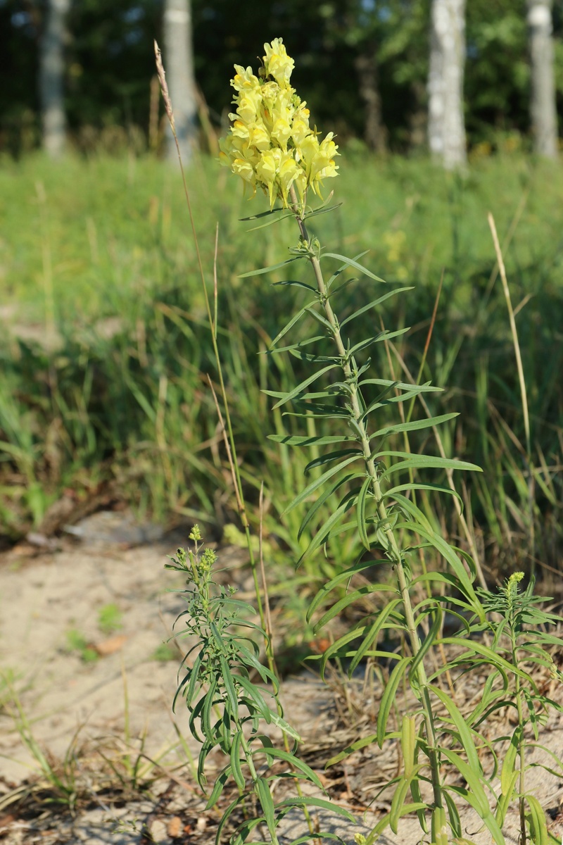 Image of Linaria vulgaris specimen.