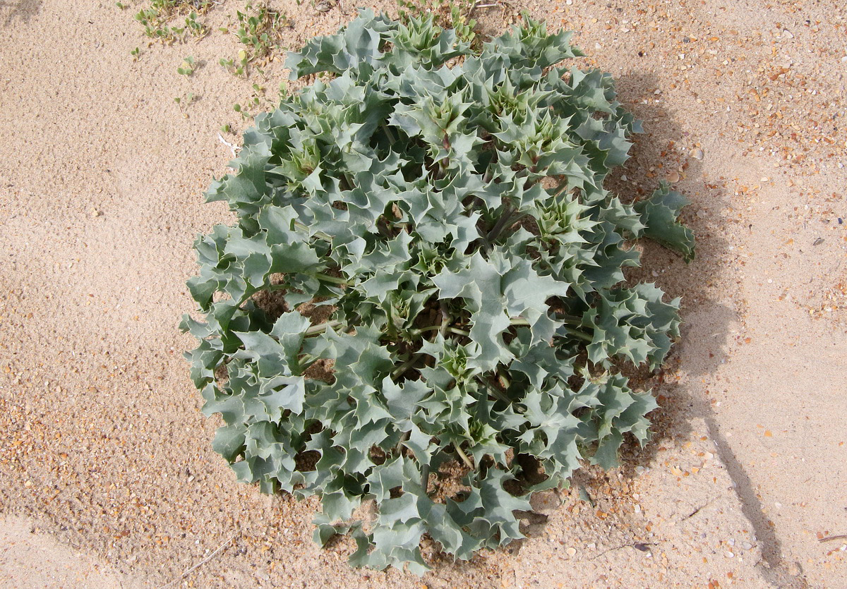 Image of Eryngium maritimum specimen.