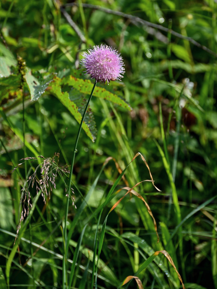 Изображение особи Allium hymenorhizum.