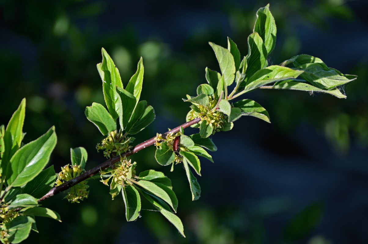 Image of Rhamnus cathartica specimen.