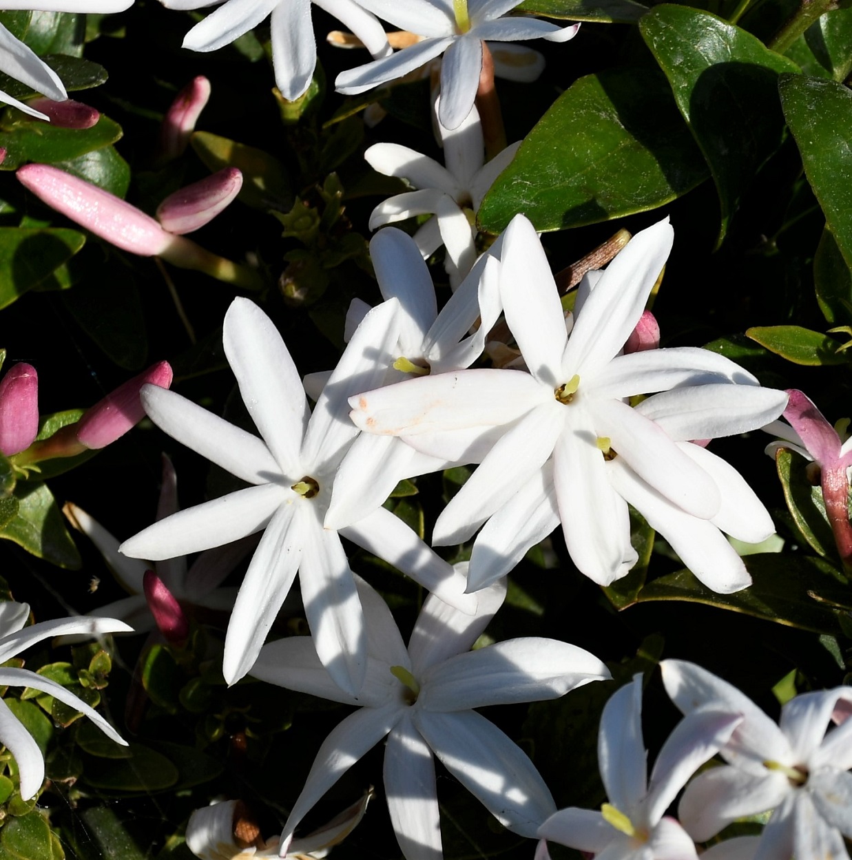 Image of Jasminum multipartitum specimen.