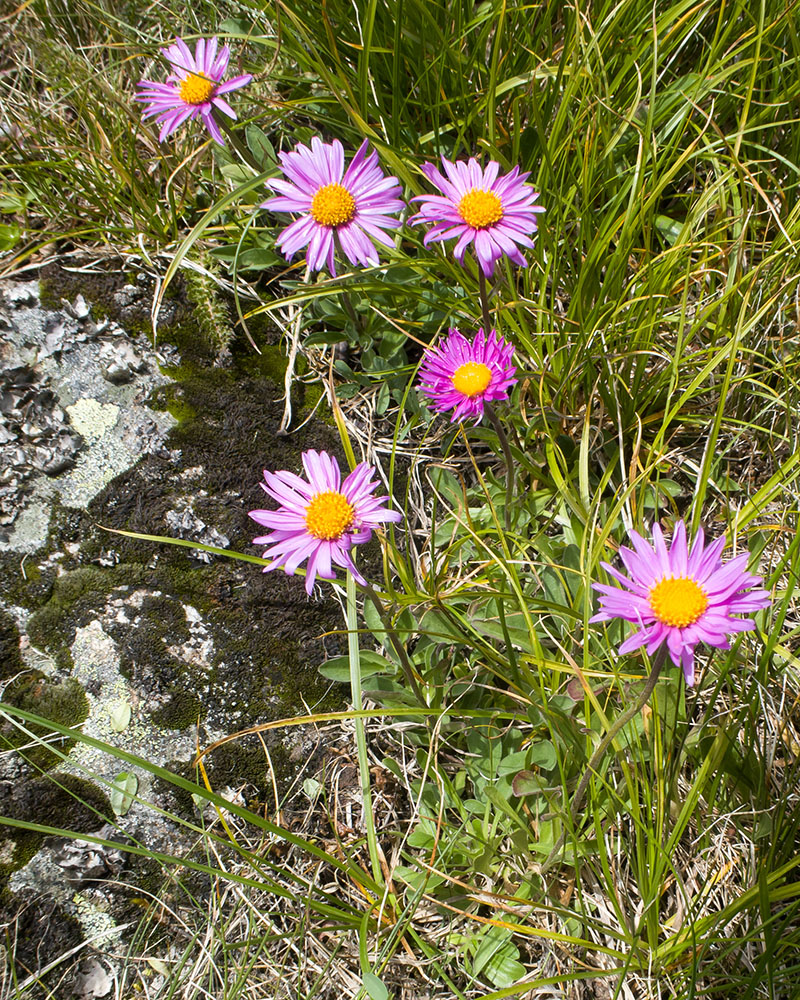 Image of Erigeron venustus specimen.