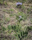 Vicia sepium. Верхушка цветущего растения с муравьями. Пермский край, Кунгурский р-н, окр. дер. Дейково, окр. ур. Греховская гора, крутой склон. 21.05.2023.