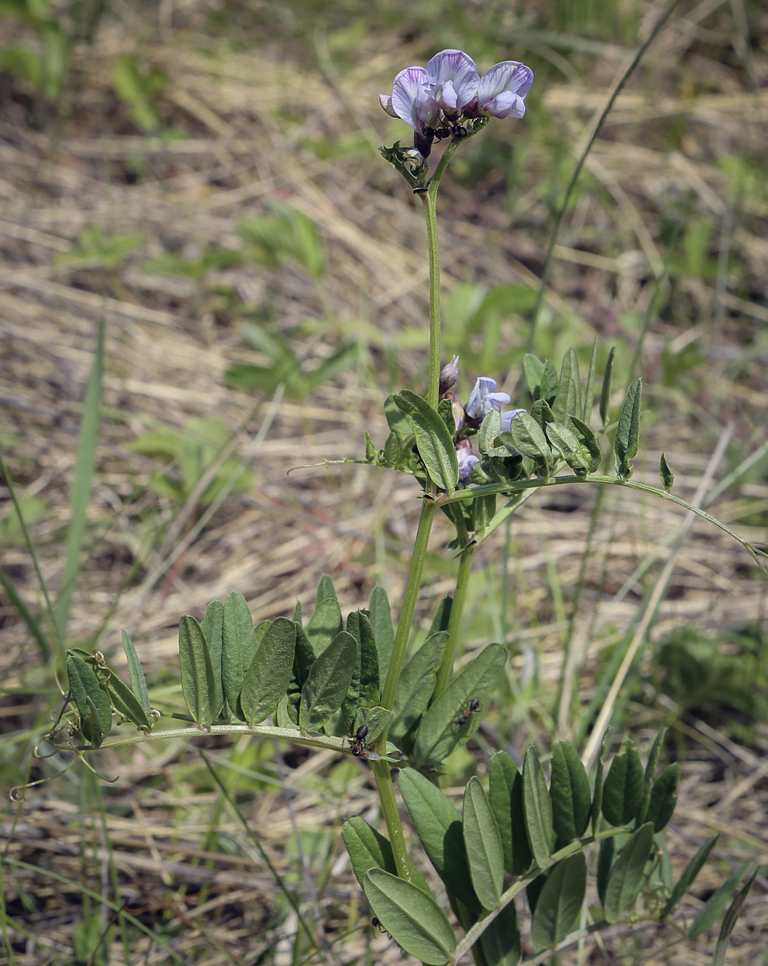 Изображение особи Vicia sepium.