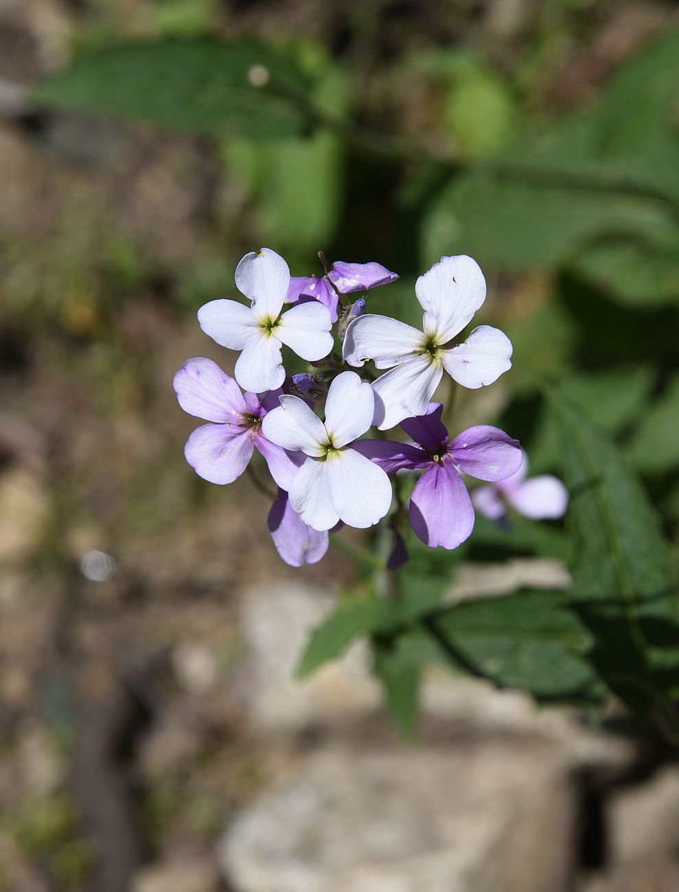 Image of Hesperis matronalis specimen.