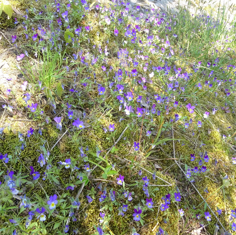 Изображение особи Viola tricolor.