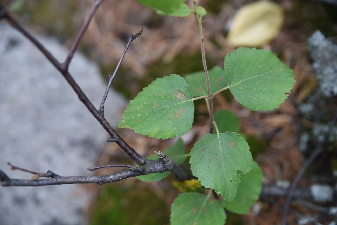 Image of Betula pubescens specimen.