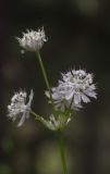 Astrantia pontica