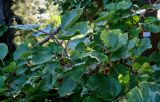 Actinidia variety deliciosa