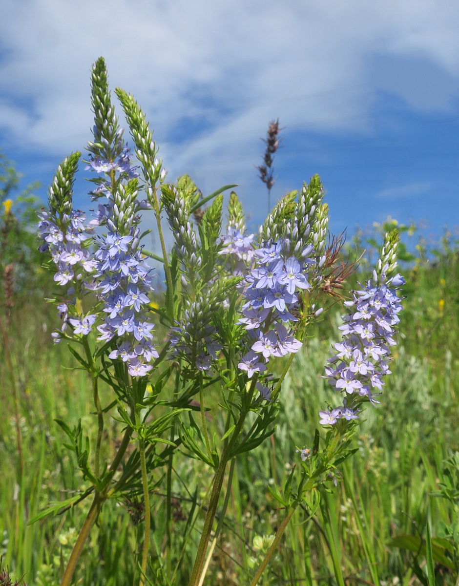 Image of Veronica jacquinii specimen.