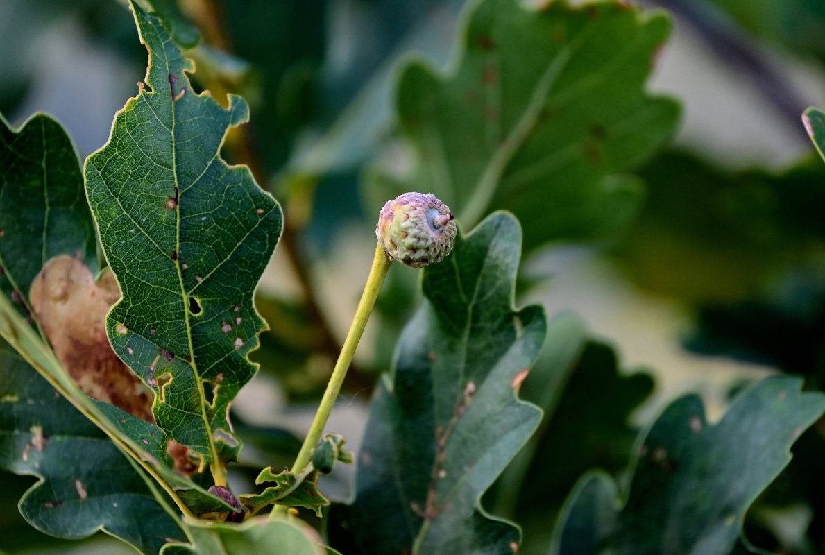 Изображение особи Quercus robur.