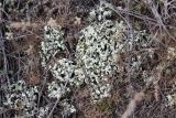 Смотреть изображение Cladonia foliacea