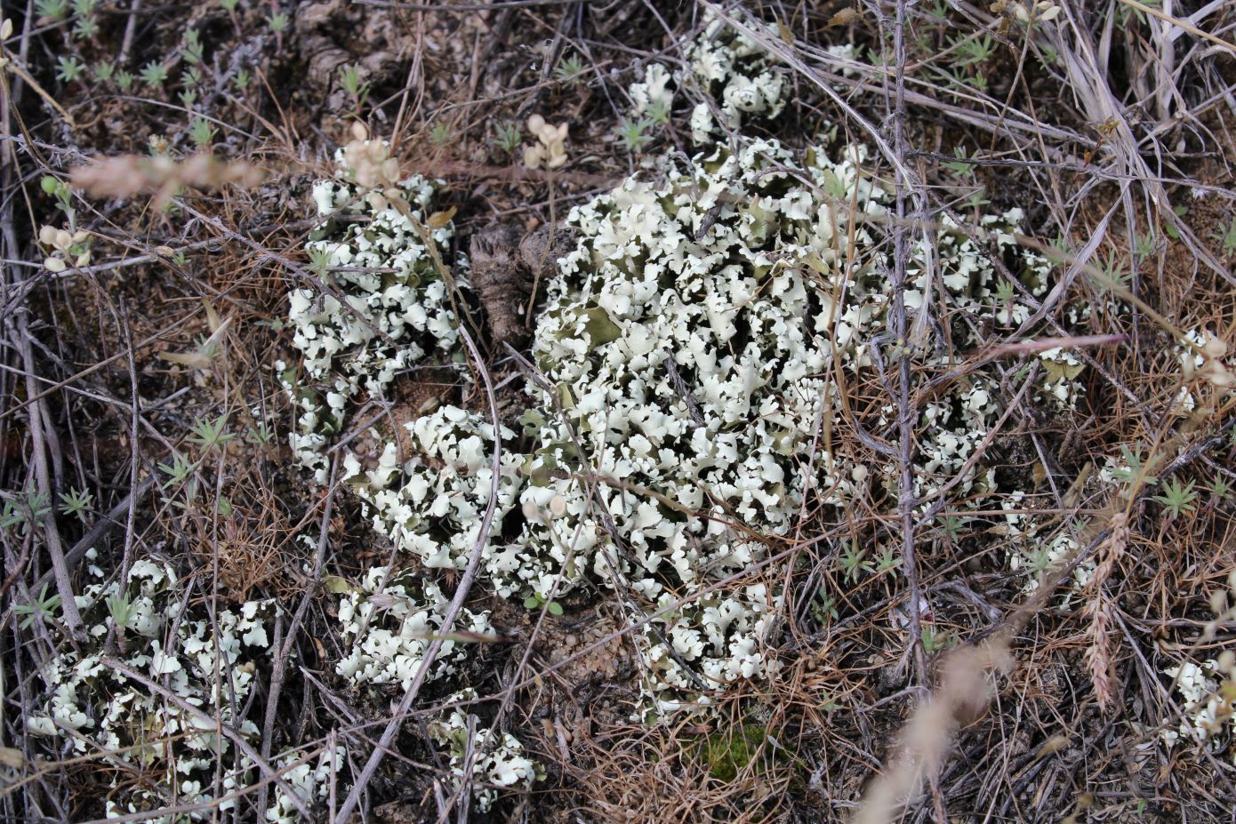 Image of Cladonia foliacea specimen.