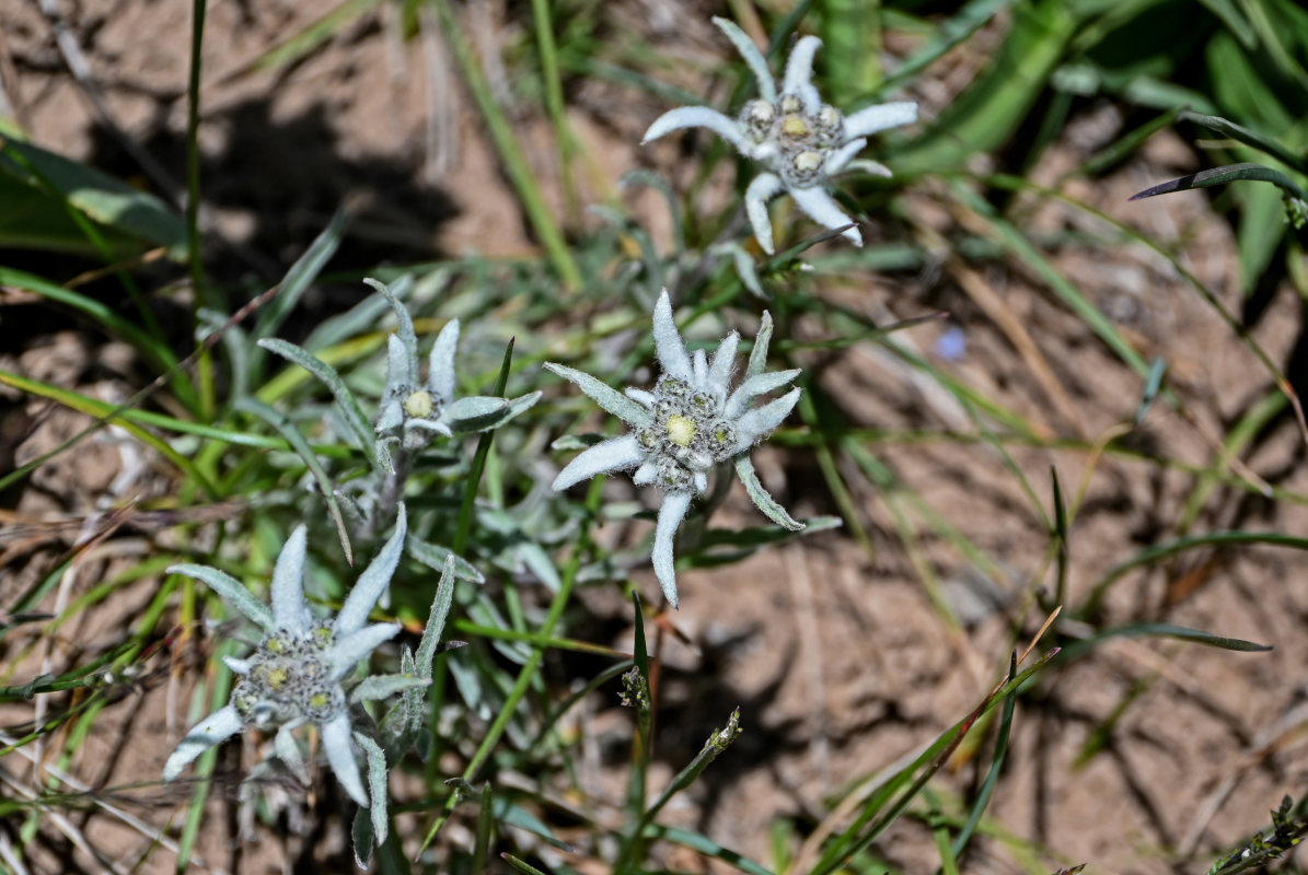 Image of genus Leontopodium specimen.