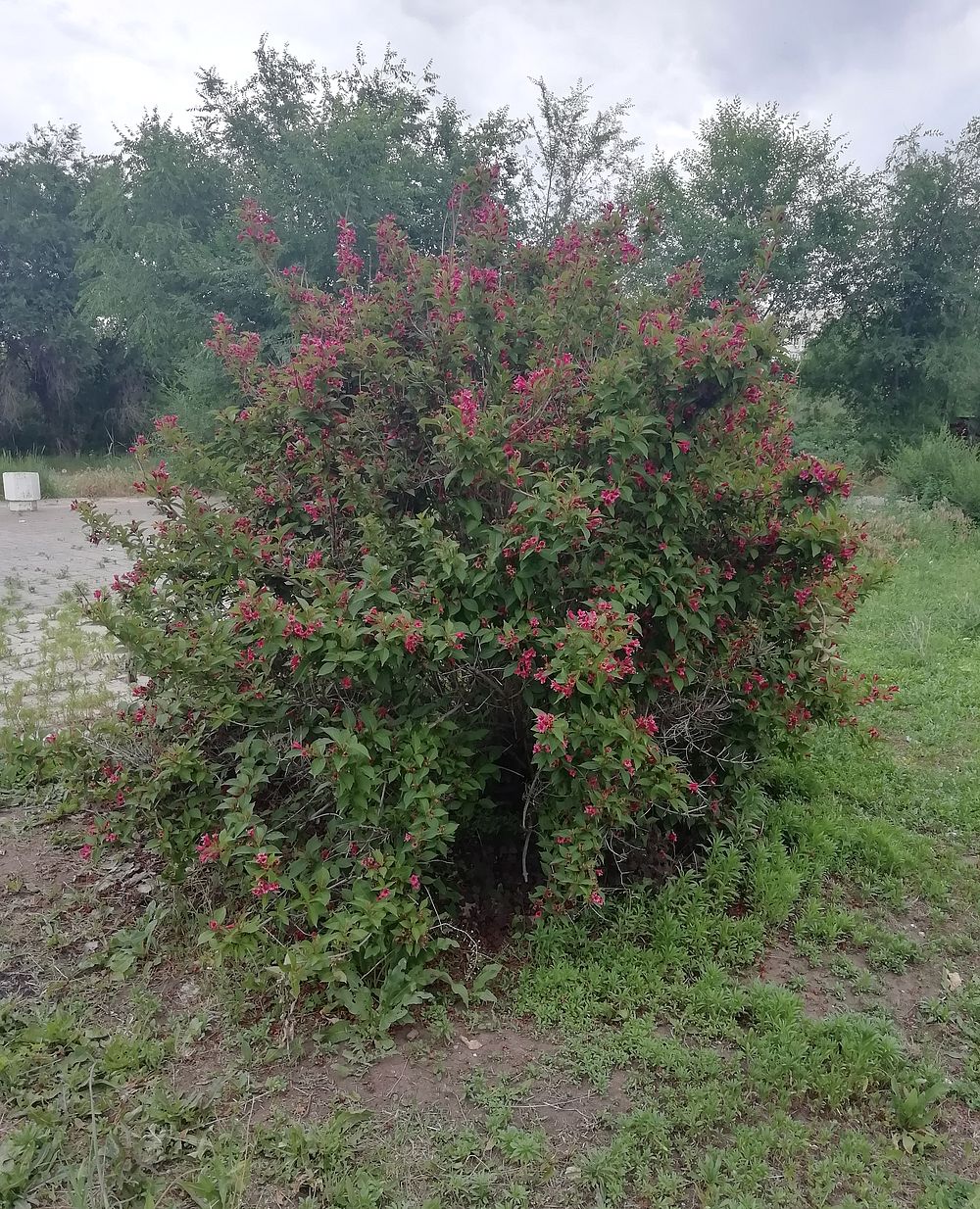 Изображение особи род Weigela.