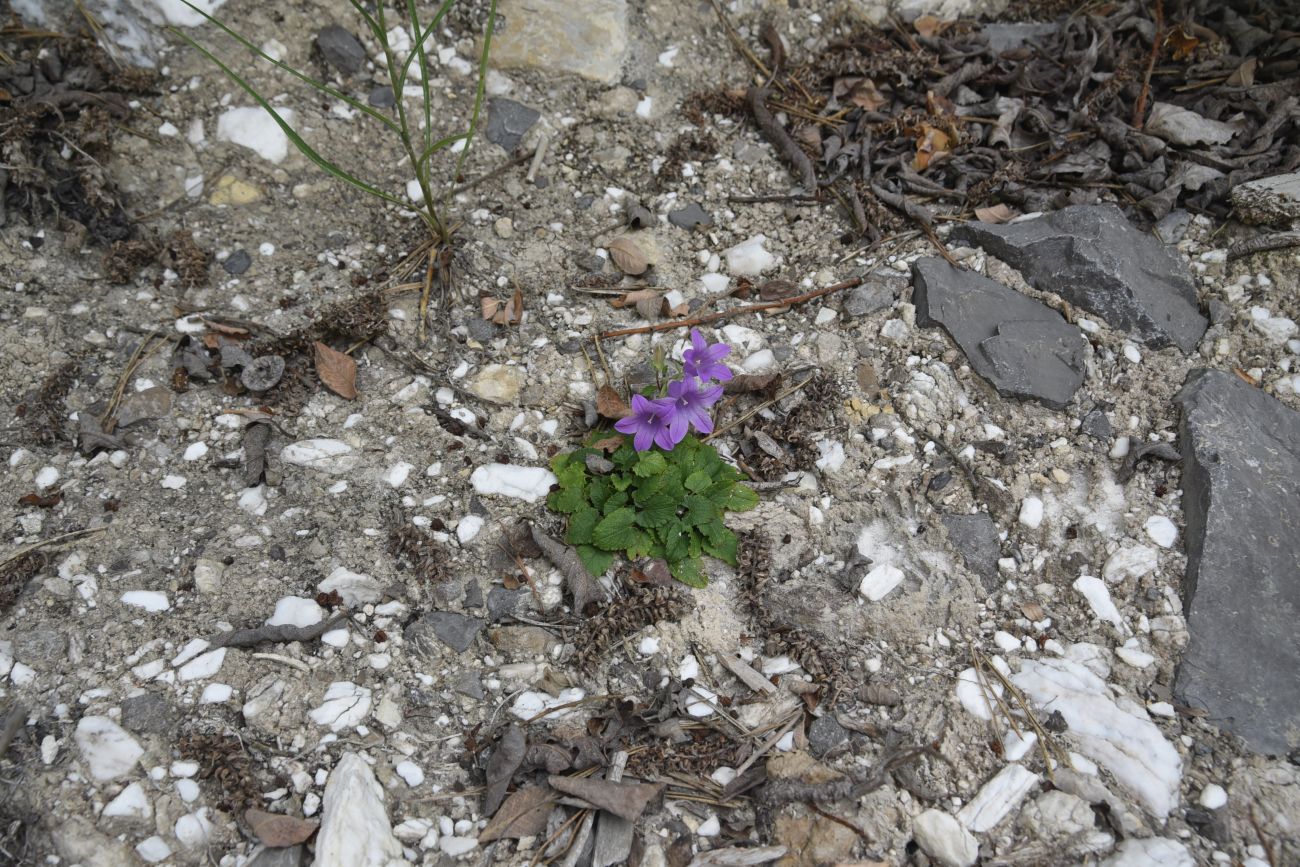 Изображение особи Campanula andina.