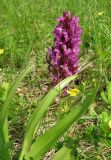 Смотреть изображение Dactylorhiza incarnata