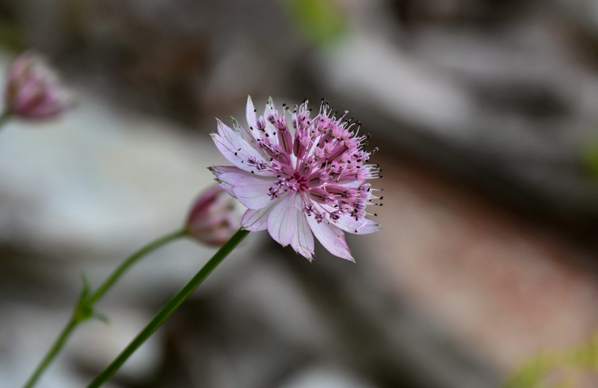 Изображение особи Astrantia trifida.