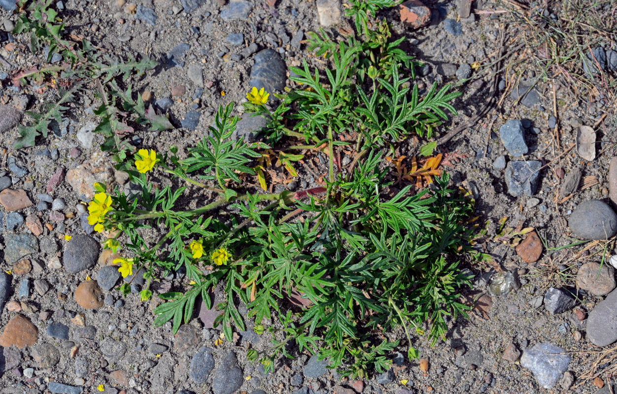 Изображение особи Potentilla tergemina.