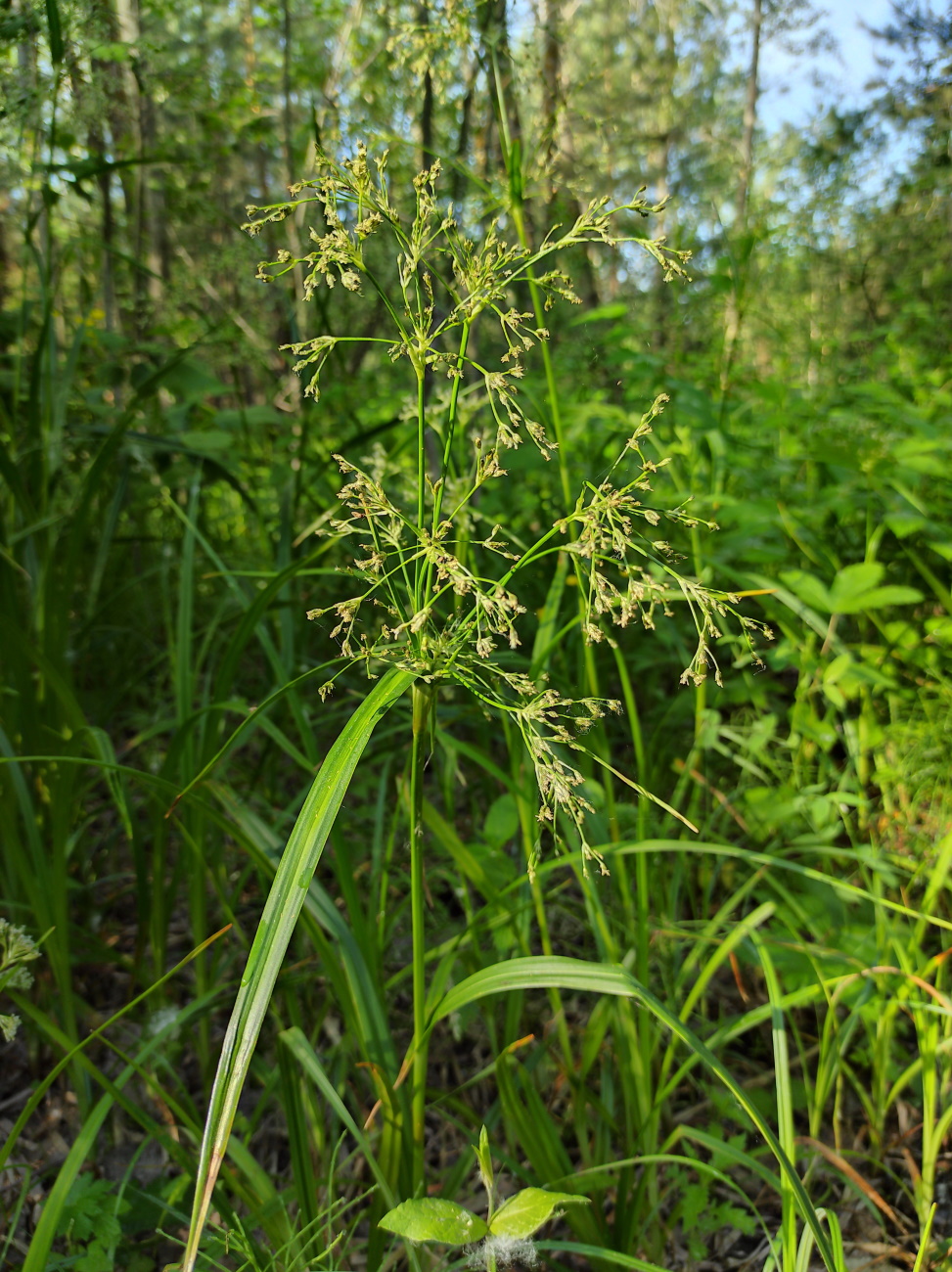 Image of Scirpus sylvaticus specimen.