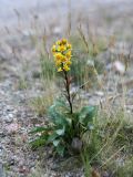 Solidago virgaurea subspecies lapponica. Цветущее растение на обочине дороги. Мурманская обл., окр. пос. Дальние Зеленцы. 03.08.2010.