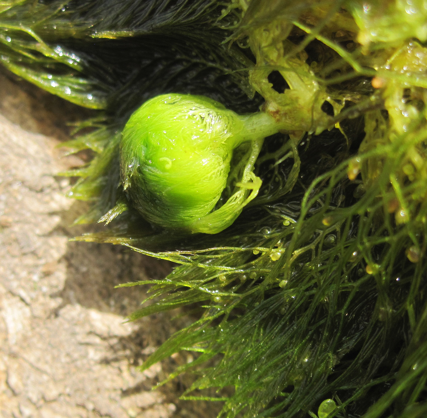 Image of genus Utricularia specimen.