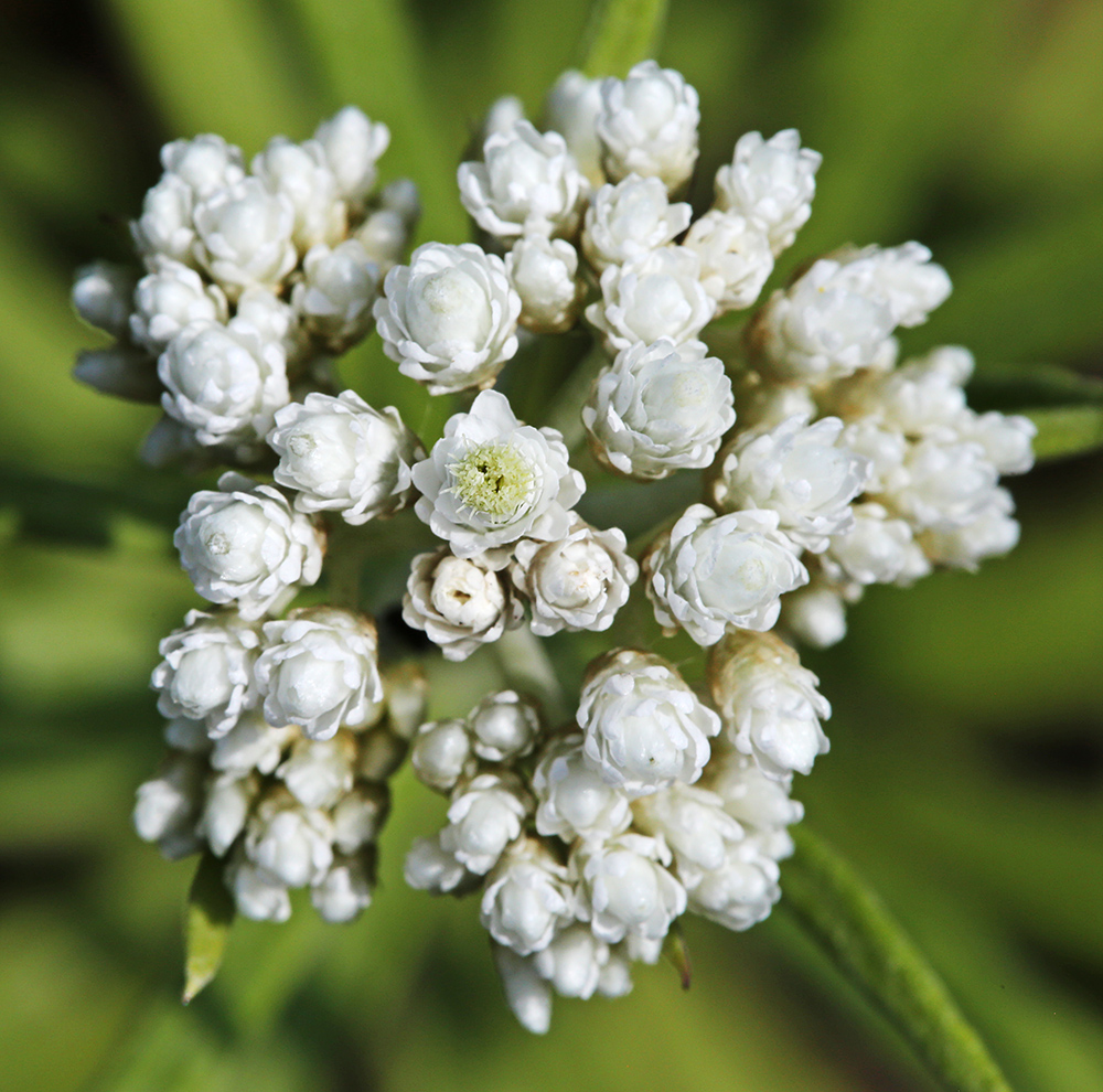 Изображение особи Anaphalis pterocaulon.