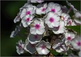 Phlox paniculata