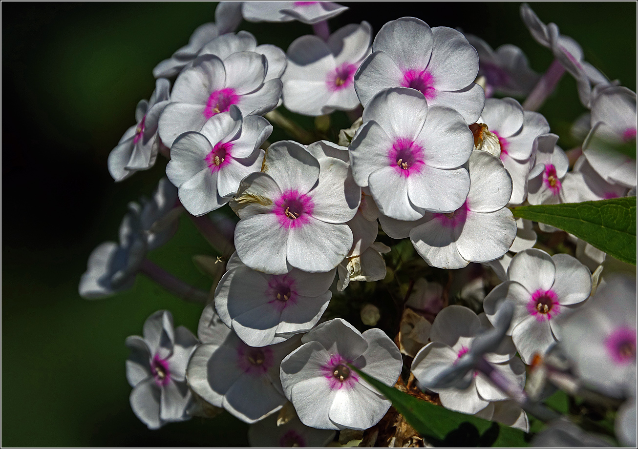 Изображение особи Phlox paniculata.