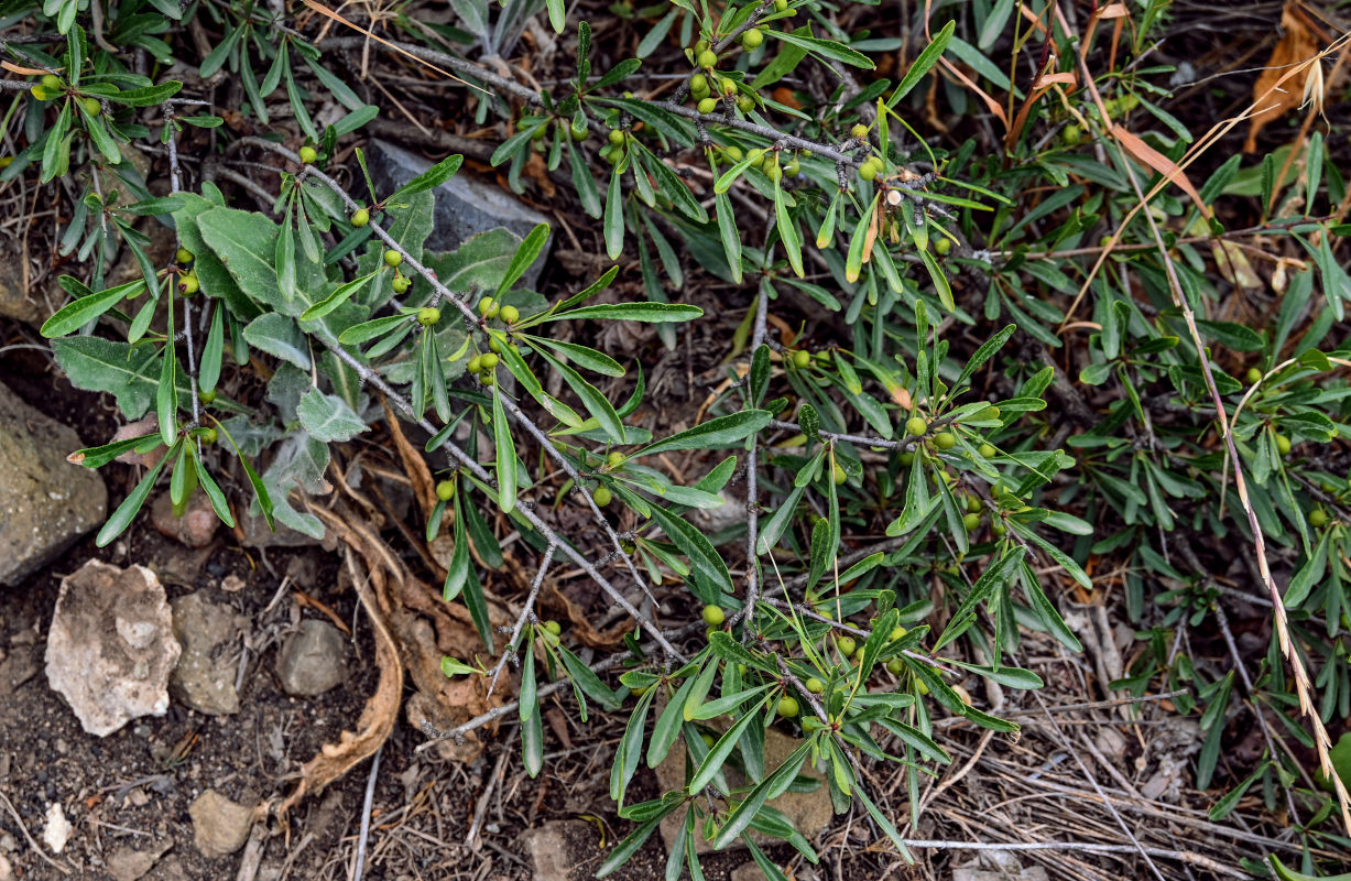 Image of Rhamnus erythroxyloides specimen.