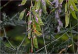 Vicia cracca. Соплодие с формирующимися плодами. Московская обл., Раменский р-н, окр. дер. Хрипань, садовый участок. 12.07.2024.