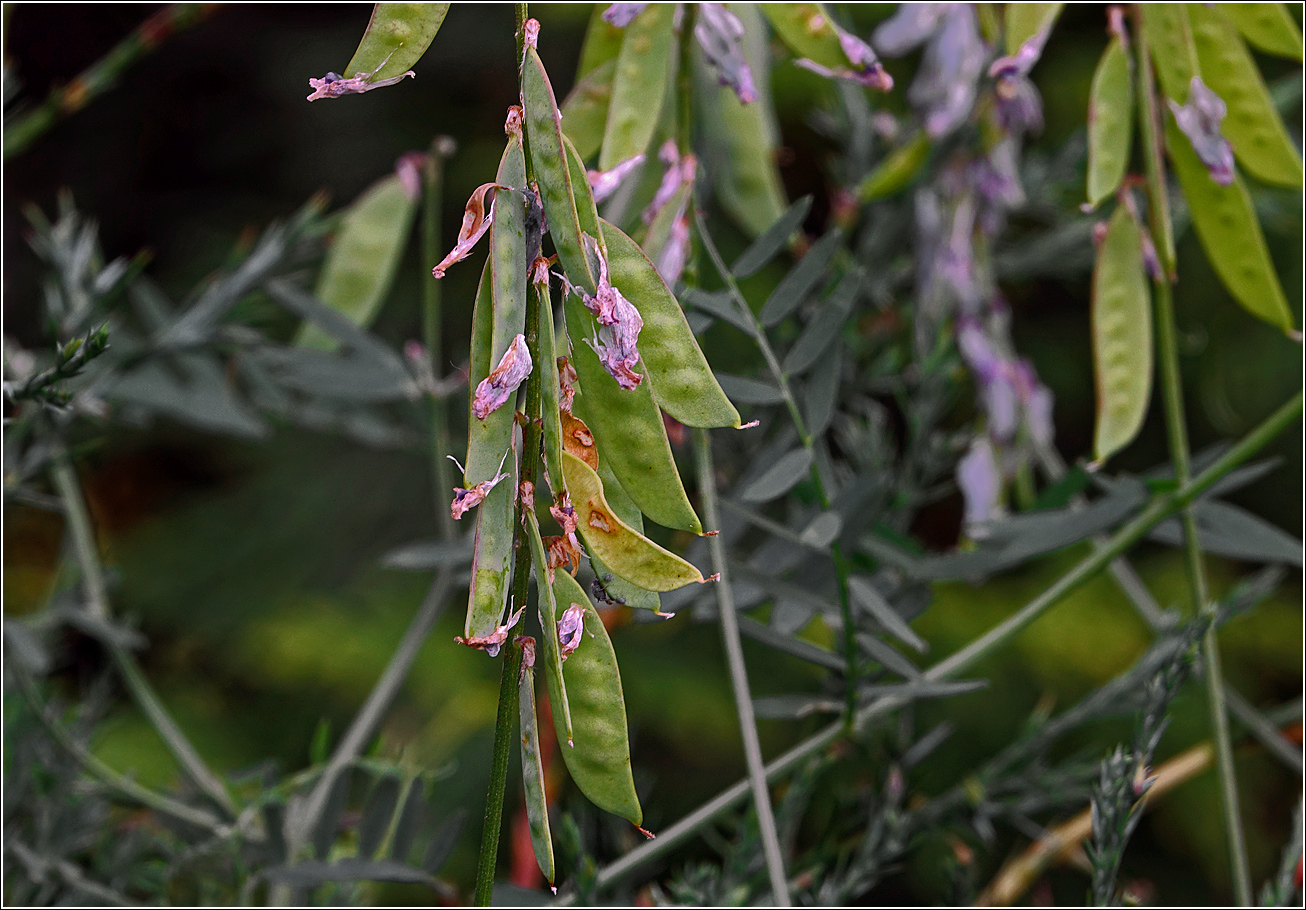 Изображение особи Vicia cracca.