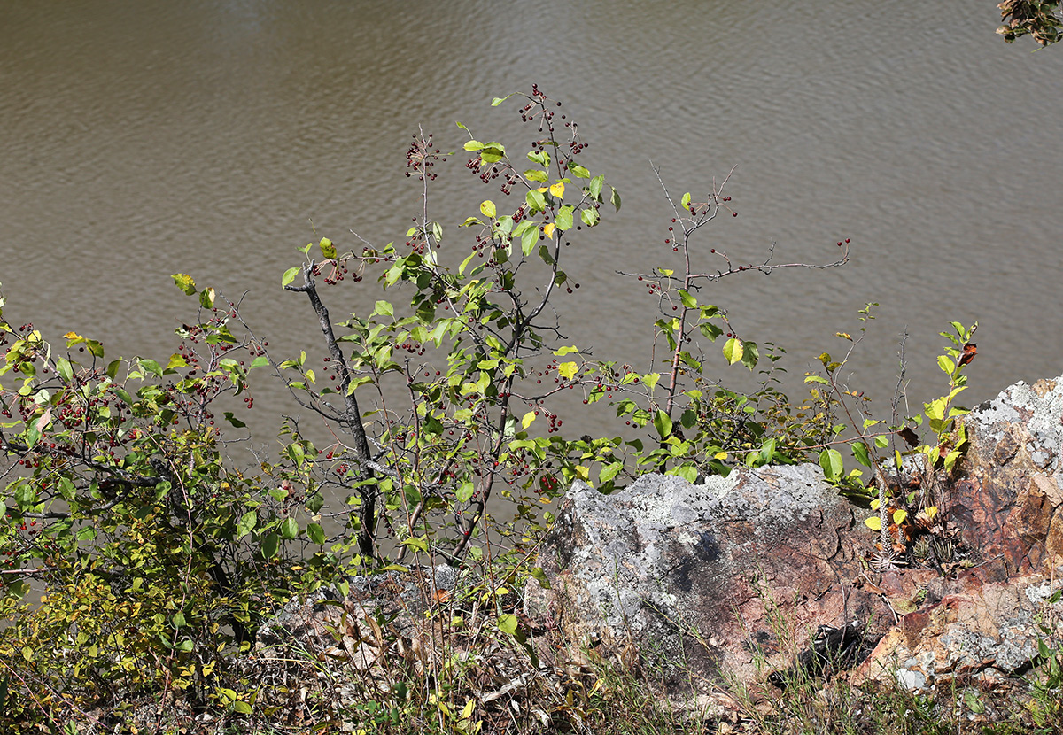 Image of Malus baccata specimen.