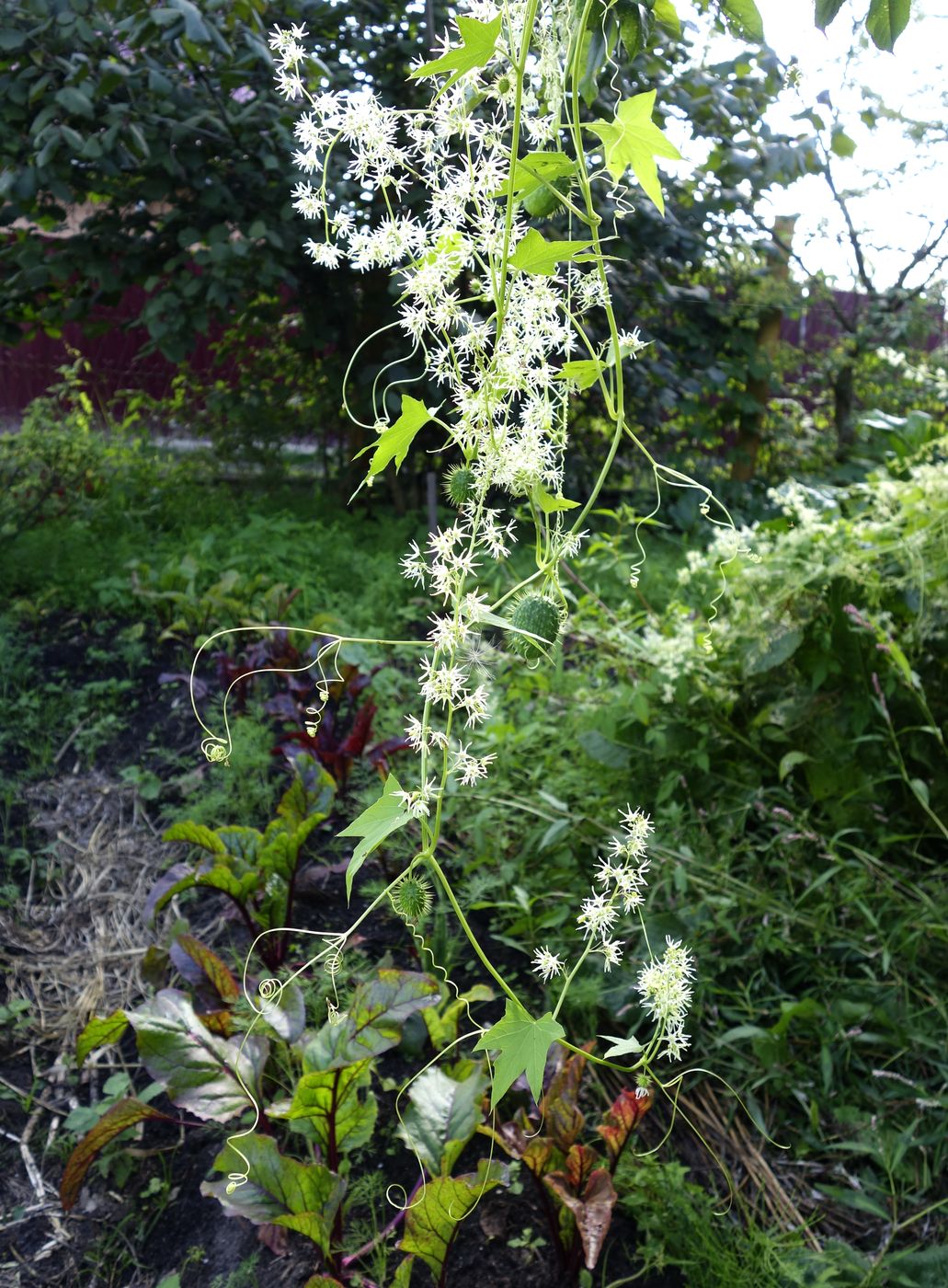 Изображение особи Echinocystis lobata.