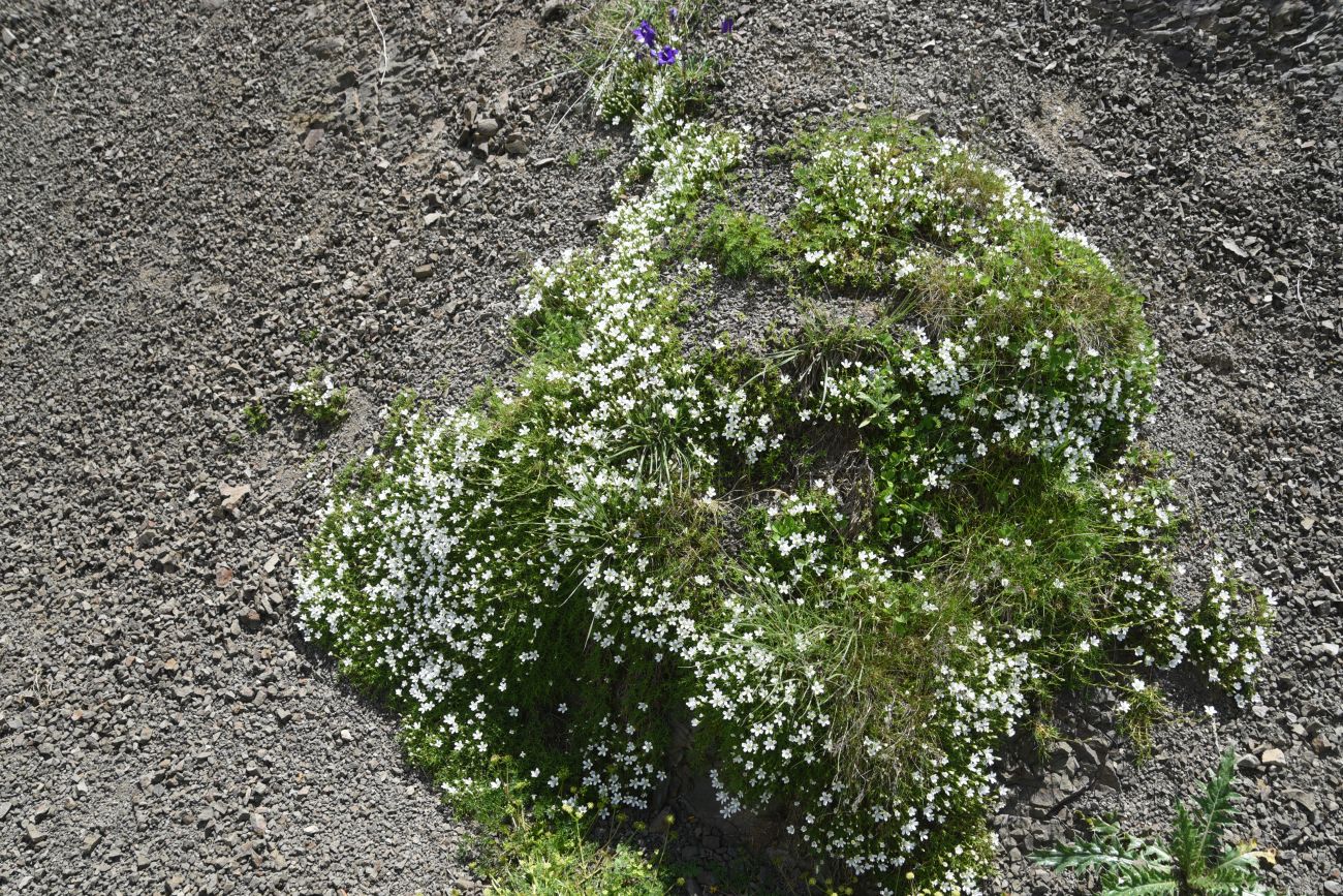 Image of familia Caryophyllaceae specimen.