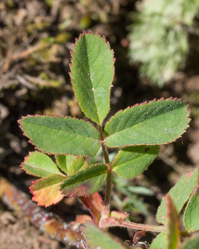 Изображение особи Rosa pulverulenta.