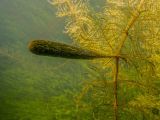 Myriophyllum verticillatum